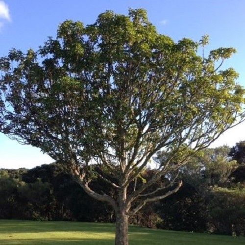 Vitex lucens, Puriri 1.2m