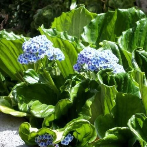 Myosotidium hortensia, Chatham Island Forget-Me-Not - Pb5
