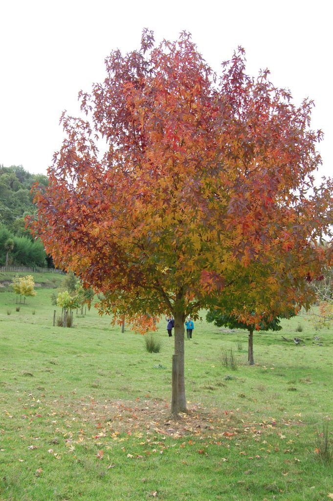 Liquidambar styraciflua, Sweetgum - Pb6.5 (80/120)