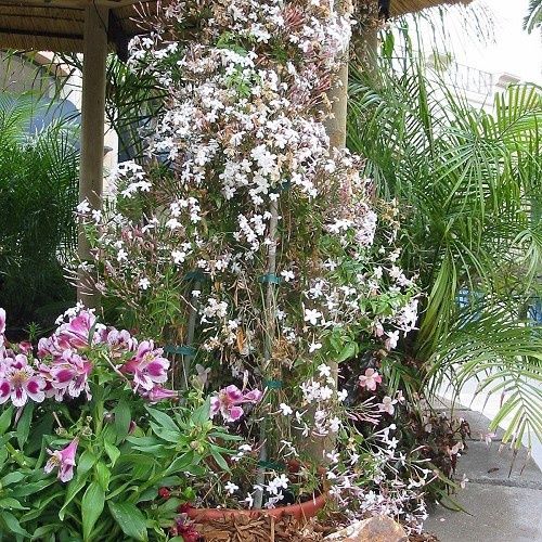 Jasminum polyanthum - 3.5Ltr