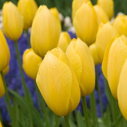Tulip Golden Parade (Darwin hybrid)