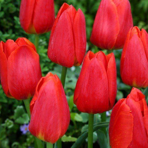 Tulip Red Apeldoorn.