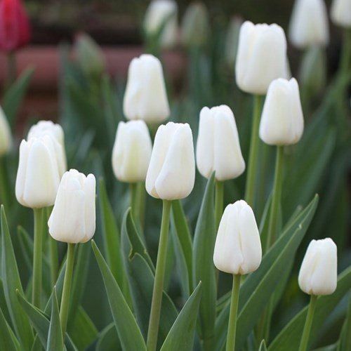 Tulips White Dream