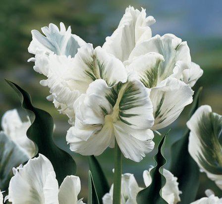 Tulip Super Parrot (Parrot type)