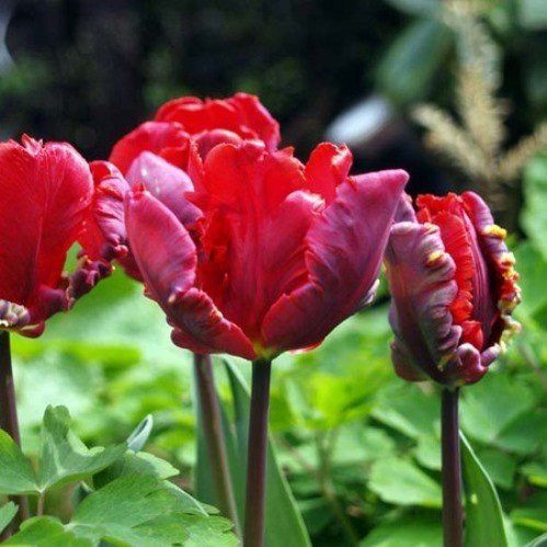 Tulip Rococo (parrot type)