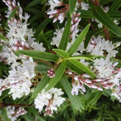 Hebe Snowfall - 2.5Ltr