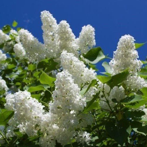 Syringa Madame Lemoine, Lilac - Pb12/Pb18