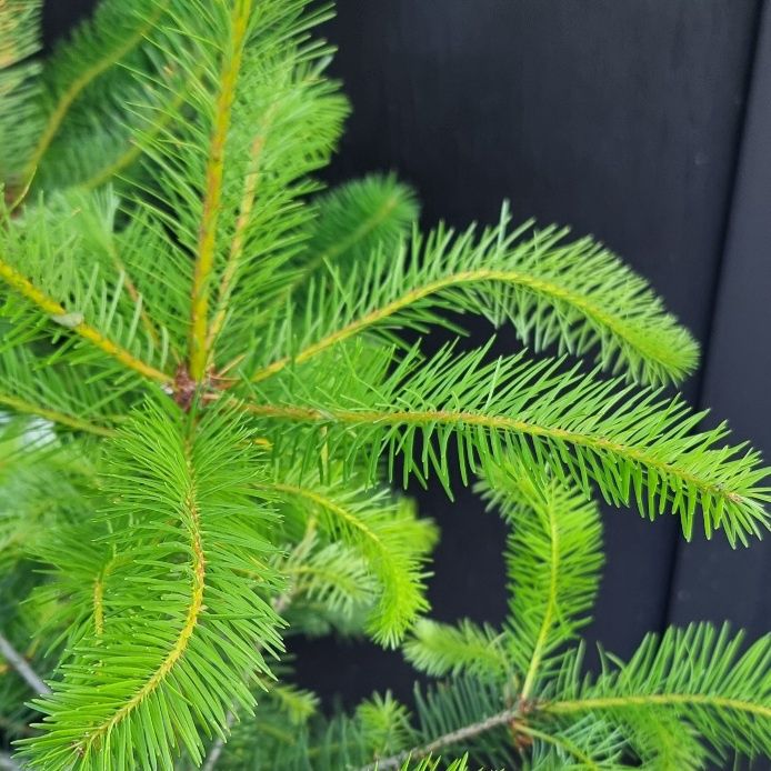 Pseudotsuga menziesii, Douglas Fir