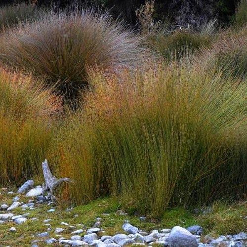 Apodasmia similis, Oioi - Pot