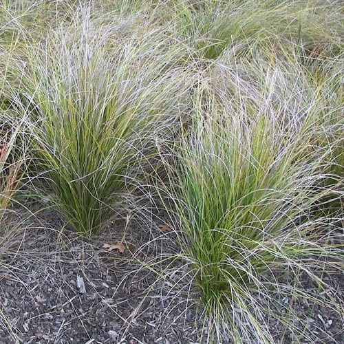 Carex dipsacea, Teasel Sedge - Pot