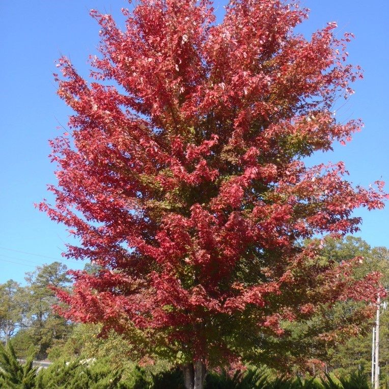Acer rubrum Armstrong