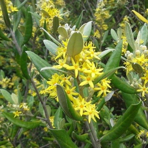 Corokia macrocarpa, Whakatata -2Ltr/2.5Ltr