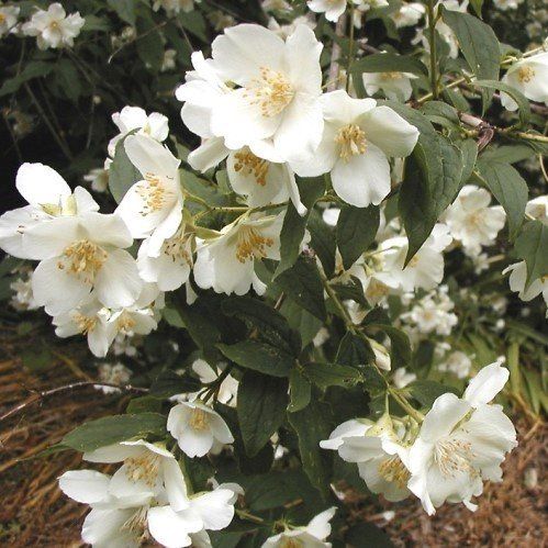 Philadelphus coronarius, Mock Orange - Pb6.5