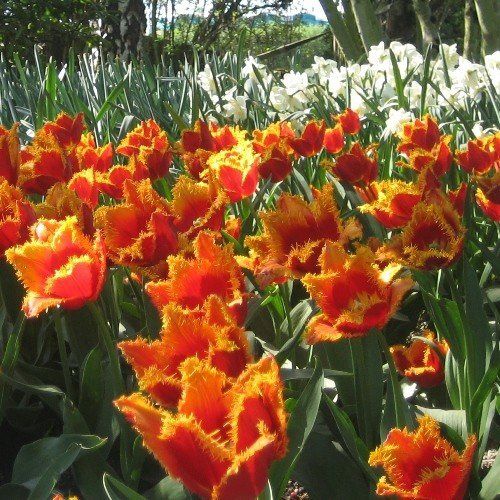 Tulip Fabio (Darwin hybrid)