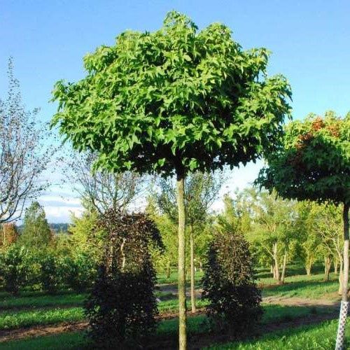 Liquidambar Gumball, Sweetgum - Pb18 Standards