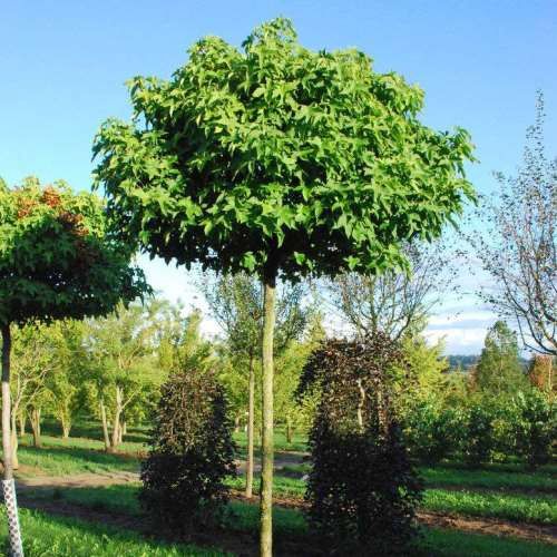 Liquidambar Gumball, Sweetgum - 45Ltr (std)