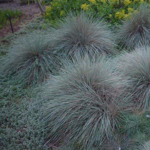 Festuca glauca, Blue Fescue