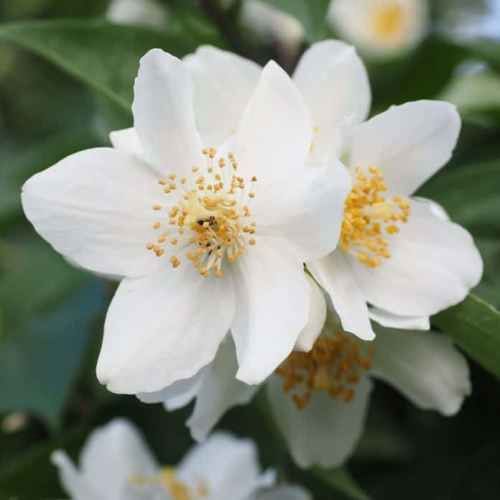 Philadelphus x Beauclerk, Mock Orange - Pb6.5