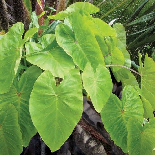 Colocasia Maui Gold, Elephant Ears - 3.3Ltr