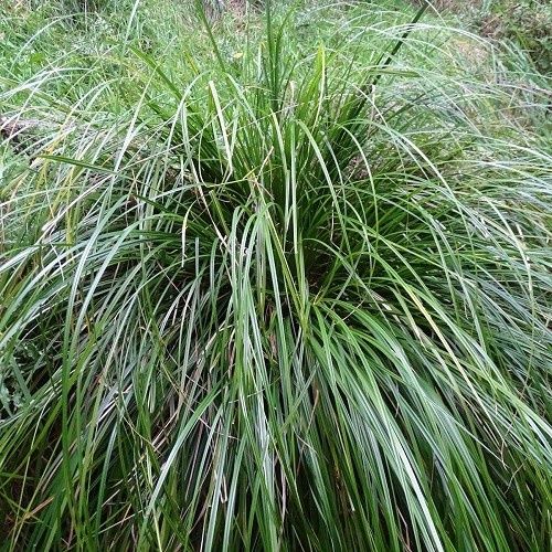 Carex solandri, Forest Sedge - Pot