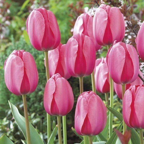 Tulip Pink Impression (Darwin hybrid)