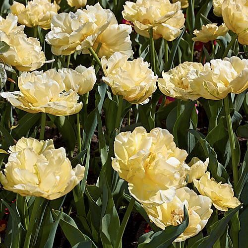 Tulip Verona (paeony type)