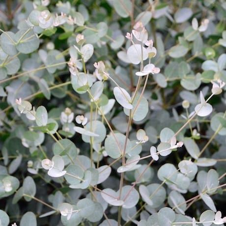 Eucalyptus gunnii, Cider Gum - Pot