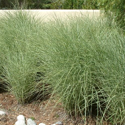 Miscanthus Morning Light - PB3/PB5