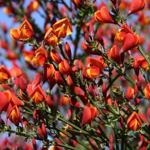 Cytisus s. Lena - Pb6.5