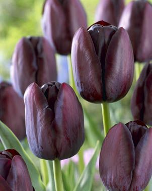 Tulip Queen of Night