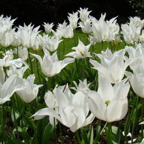 Tulip Tres Chic (lily type)