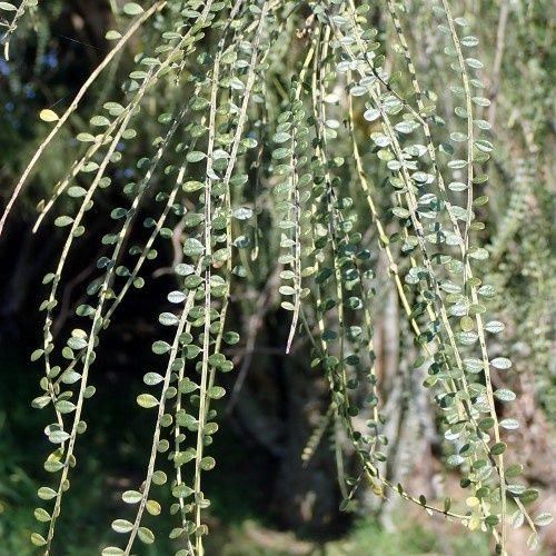 Sophora longicarinata, Limestone Kowhai - Pot