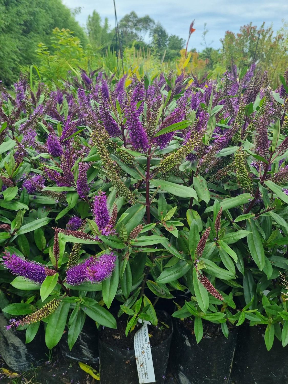 Hebe speciosa Magenta - PB5