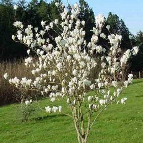 Magnolia Gere - Pb18/Pb28