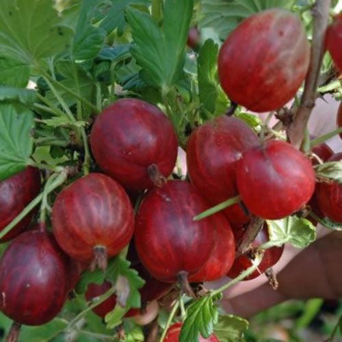 Gooseberry Pax - Pb6.5