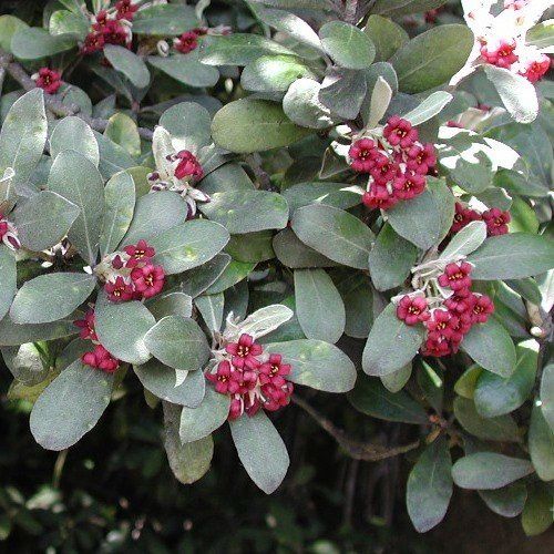 Pittosporum crassifolium, Karo - PB6.5