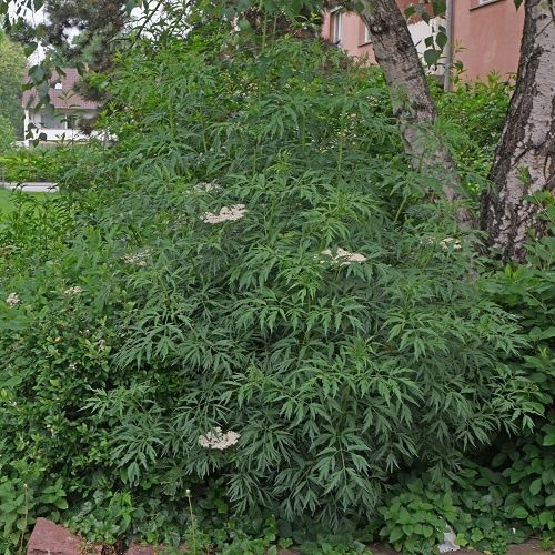 Sambucus nigra Laciniata, Cut - leaved Elderberry - 4.5Ltr