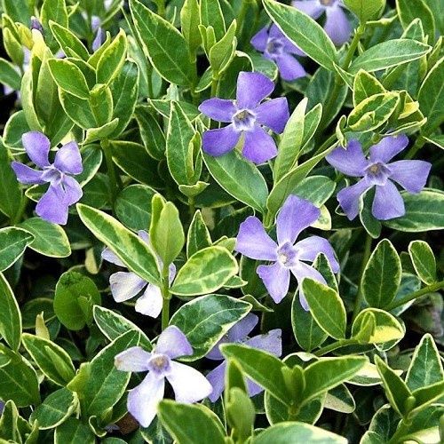 Vinca Blue Sapphire, Periwinkle - Pb5