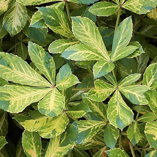 Pseudopanax Gold Splash, Five Finger - 6Ltr