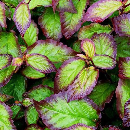 Parrotia persica, Persian Ironwood - 25/35ltr (260-300 cm)