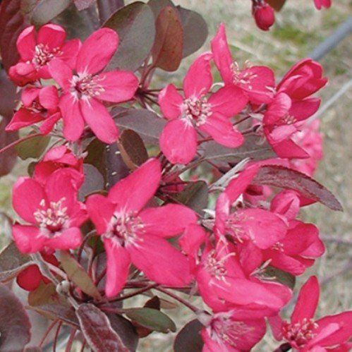 Malus Ellerslie, Crabapple - Pb28 -1.7m weeping std