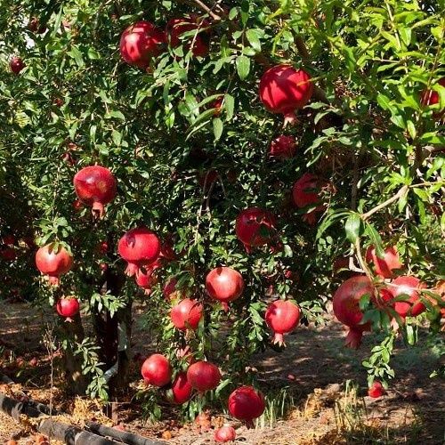 Pomegranate Eversweet - 2Ltr/3Ltr