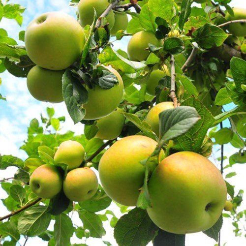 Apple Lord Wolseley - Pb12