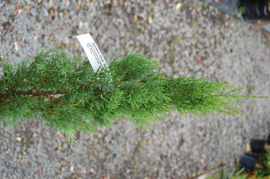 Cupressus  Skytower - Pb6.5 , 70cm