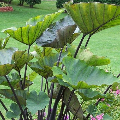 Colocasia Coffee Cups - 2.5Ltr