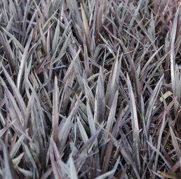 Phormium t. Black Rage, Flax - 2Ltr (25/35)