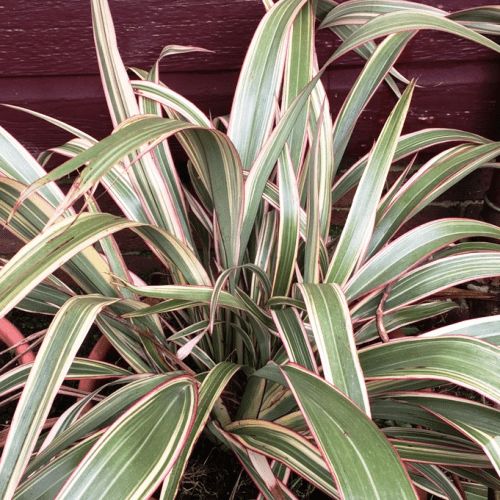 Phormium Tricolour, Flax - Pb5