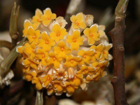 Edgeworthia Grandiflora