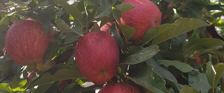 Apples Royal Gala - 4kg Carton