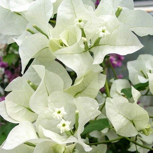 Bougainvillea Quite White - 2Ltr
